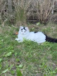 Lost Male Cat last seen 11Bugle Close, Salford, Salford, England 
