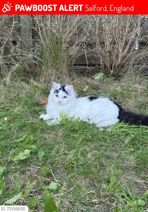 Lost Male Cat last seen 11Bugle Close, Salford, Salford, England 