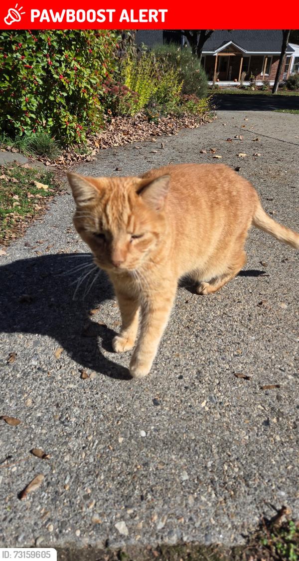 Lost Male Cat last seen Chilson Road, Homer Street, West Springfield, MA 01089