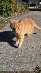 Lost Male Cat last seen Chilson Road, Homer Street, West Springfield, MA 01089
