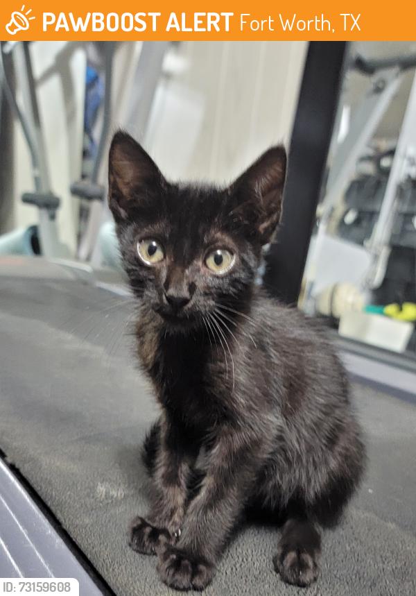 Found/Stray Male Cat last seen OMNILIFE CEDIS FORT WORTH, Fort Worth, TX 76110