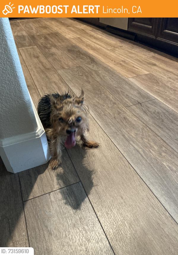 Found/Stray Female Dog last seen Mckean drive, Lincoln, CA 95648