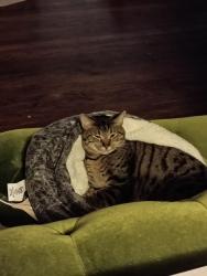 Lost Male Cat last seen Nw 12th and woodmard, Oklahoma City, OK 73107