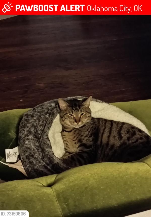 Lost Male Cat last seen Nw 12th and woodmard, Oklahoma City, OK 73107