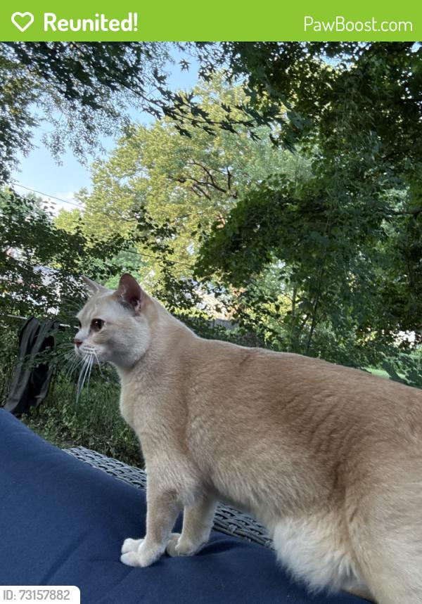 Reunited Female Cat last seen Near Keating Ter, near Owen and Caromar (near west side), Madison, WI 53711