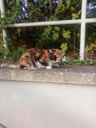 Found/Stray Unknown Cat last seen Firswood, Stretford, England 