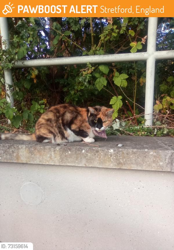 Found/Stray Unknown Cat last seen Firswood, Stretford, England 
