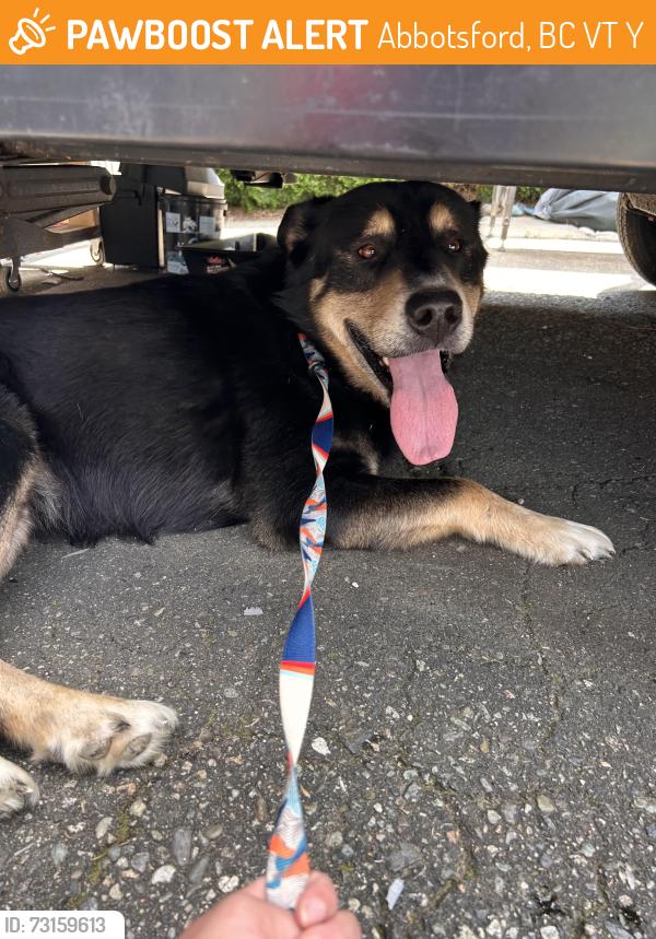 Found/Stray Male Dog last seen Near Albion st, Abbotsford, BC V2T 3Y8
