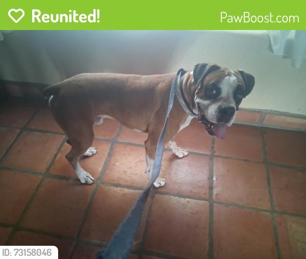 Reunited Male Dog last seen N Sanders Rd & Rudasill, Tucson, AZ 85743