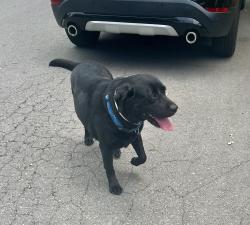 Found/Stray Male Dog last seen Martling Road and Luzane Circle, Sleepy Hollow, CA 94960