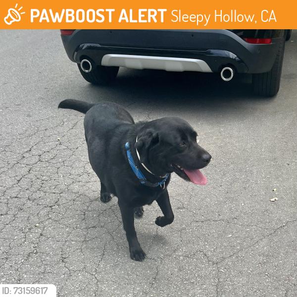Found/Stray Male Dog last seen Martling Road and Luzane Circle, Sleepy Hollow, CA 94960