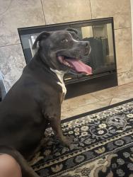 Found/Stray Female Dog last seen Echo trail park, Buffalo and Russell, Las Vegas, NV 89113