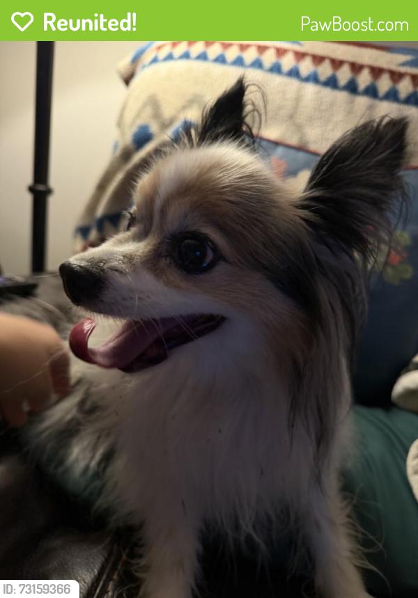 Reunited Female Dog last seen W Carters Valley Rd, Kingsport, TN, USA, Kingsport, TN 37665