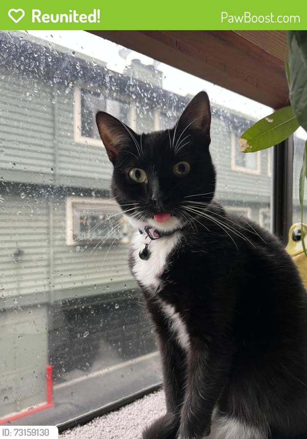 Reunited Female Cat last seen Bascom & Camden, Campbell, CA 95008
