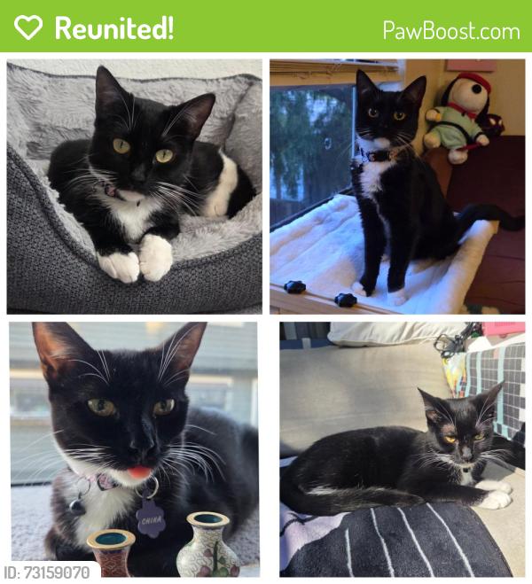 Reunited Female Cat last seen Bascom ave, Campbell, CA 95008