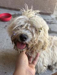 Reunited Unknown Dog last seen Kendall Hills, San Bernardino, CA 92407, USA, San Bernardino, CA 92407