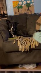 Reunited Female Dog last seen Near Cornelius Rd, Mooresville, NC 28115, USA, Mooresville, NC 28115