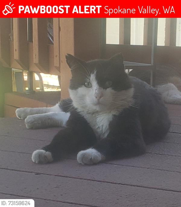 Lost Male Cat last seen Boone & Locust Area, Spokane Valley, WA 99206