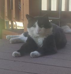 Lost Male Cat last seen Boone & Locust Area, Spokane Valley, WA 99206