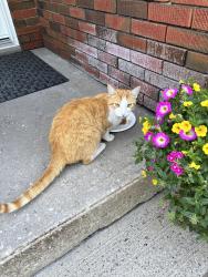 Found/Stray Male Cat last seen Upper paradise and stone church road hamilton, Hamilton, ON L9B 2M9