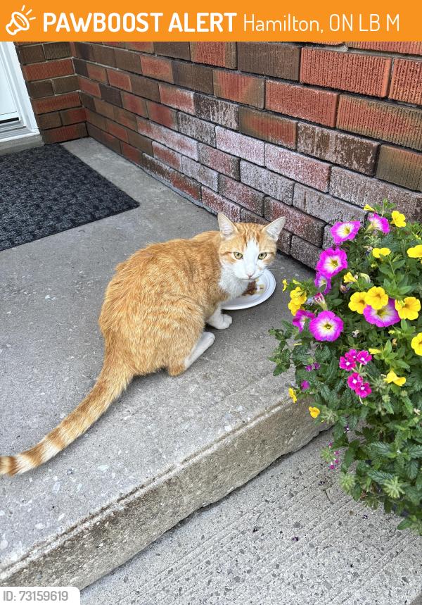 Found/Stray Male Cat last seen Upper paradise and stone church road hamilton, Hamilton, ON L9B 2M9