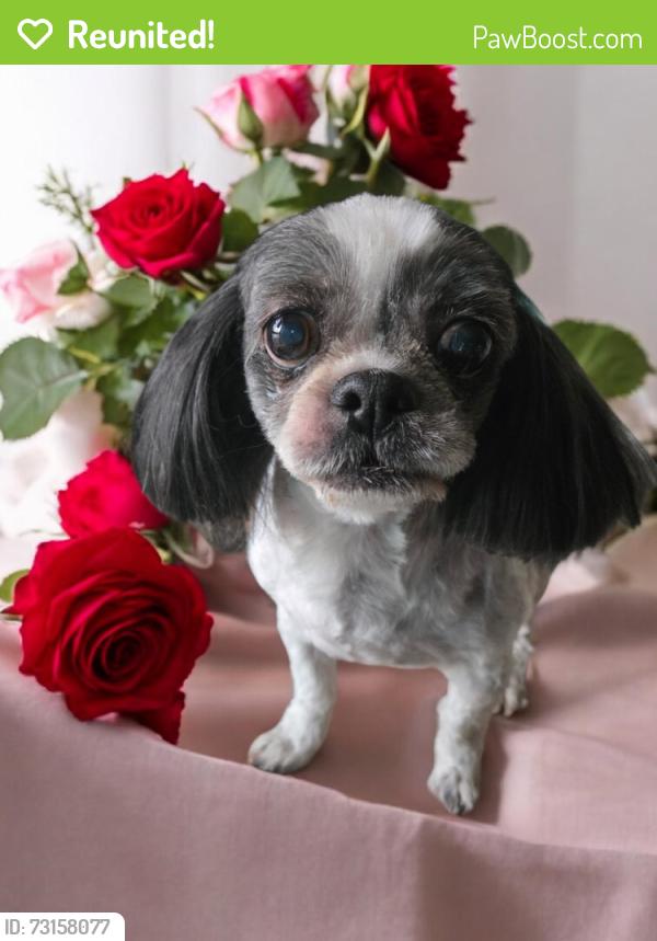 Reunited Male Dog last seen Near Ave 122 street, Edmonton, AB T5G 1A9