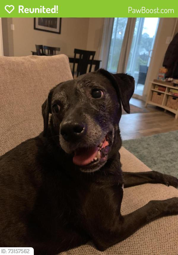Reunited Female Dog last seen Glenview subdivision, Springdale, OH 45246