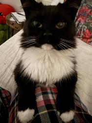Lost Female Cat last seen Pensacola seed and garden, Bellview, FL 32526