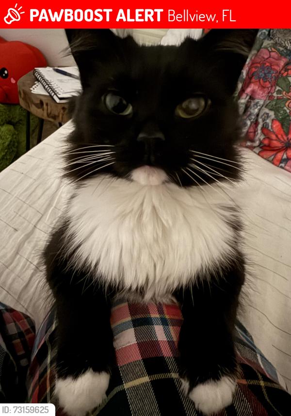 Lost Female Cat last seen Pensacola seed and garden, Bellview, FL 32526