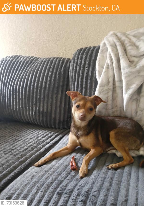 Found/Stray Male Dog last seen Hammer Ranch Center, Stockton, CA 95207
