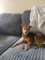 Found/Stray Male Dog last seen Hammer Ranch Center, Stockton, CA 95207
