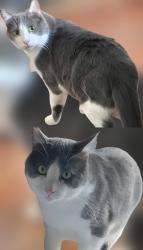 Lost Male Cat last seen Bradbury Vista St, E Duarte Road,, Duarte, CA 91010