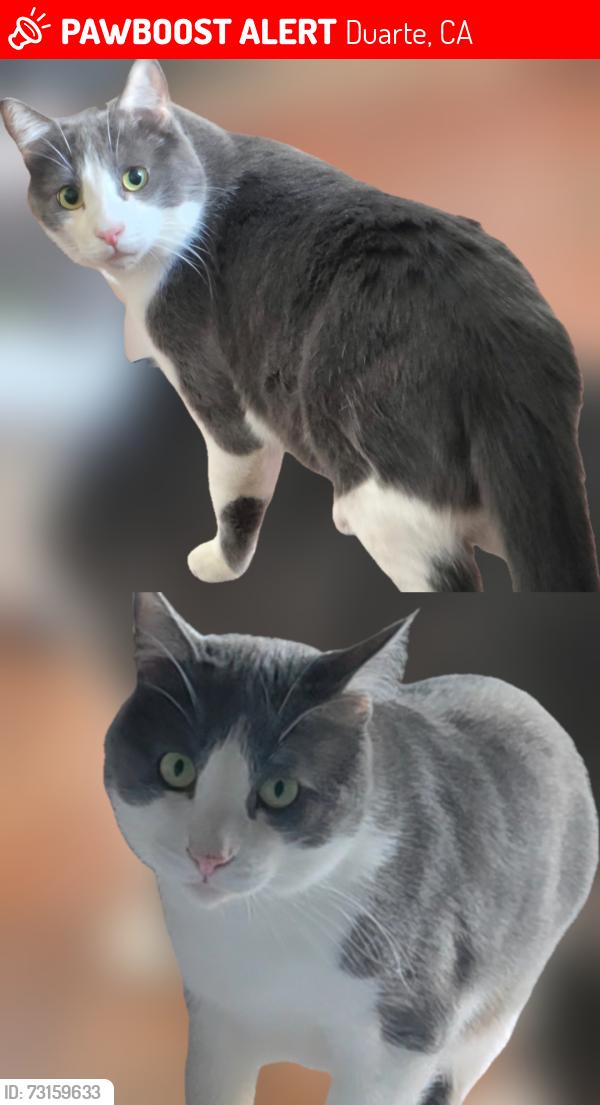 Lost Male Cat last seen Bradbury Vista St, E Duarte Road,, Duarte, CA 91010