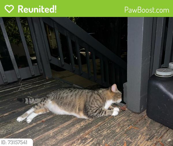 Reunited Unknown Cat last seen CR 95 and US 19N, Palm Harbor, FL 34684
