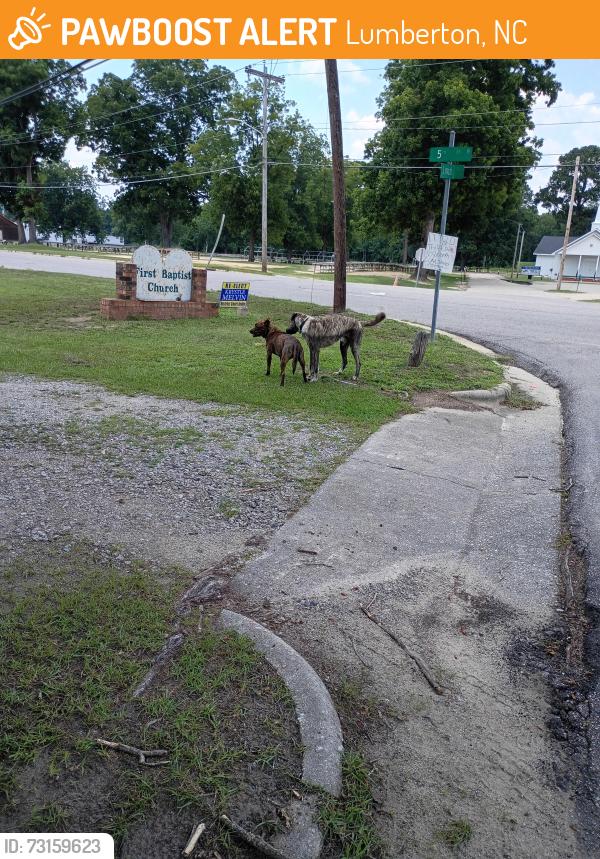 Found/Stray Male Dog last seen Lincoln and 5th st. Outside Red's smoked and smash, Lumberton, NC 28358