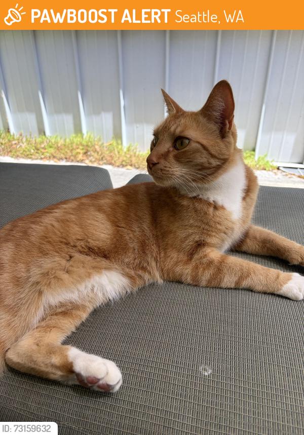 Found/Stray Male Cat last seen 26th Ave E & E Prospect St, Seattle, WA 98112