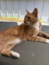 Found/Stray Male Cat last seen 26th Ave E & E Prospect St, Seattle, WA 98112