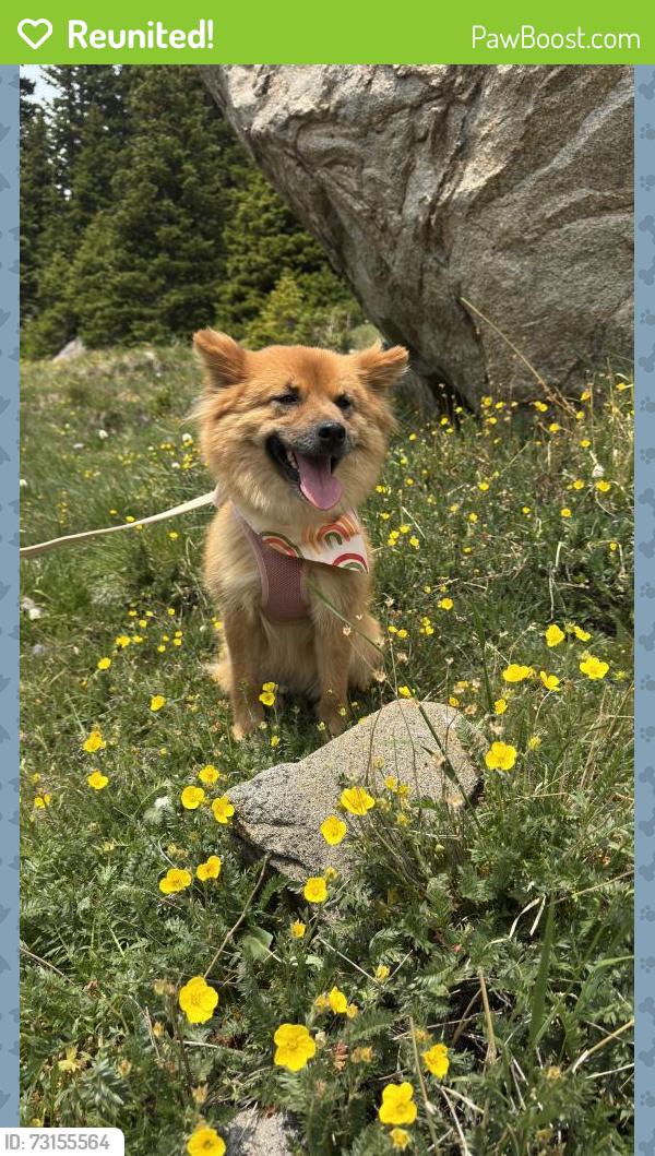 Reunited Female Dog last seen West 73rd & Sheridan, Westminster, CO 80030