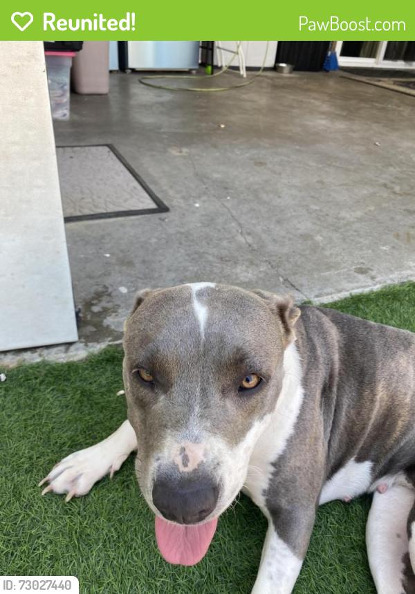Reunited Female Dog last seen Bradley park, San Marcos, CA 92078