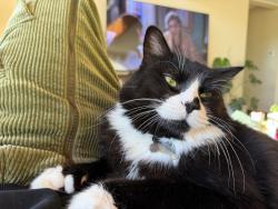 Lost Male Cat last seen Near perimeter rd, Grass Valley, CA 95949
