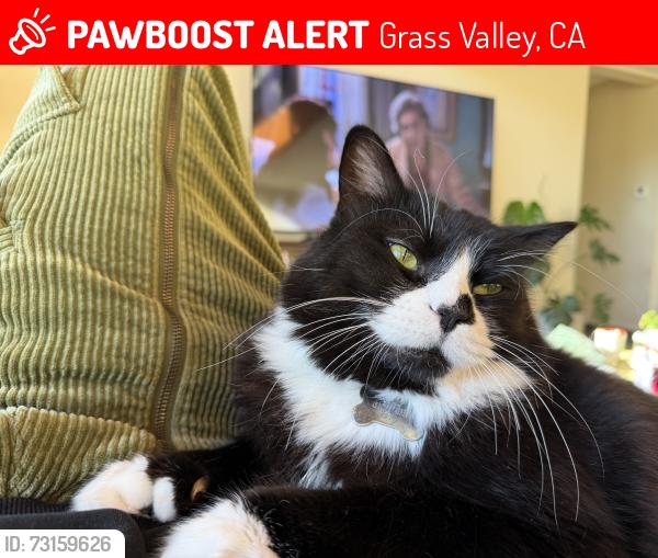 Lost Male Cat last seen Near perimeter rd, Grass Valley, CA 95949