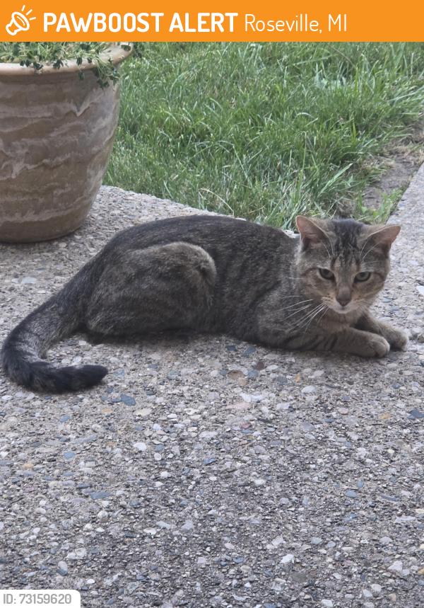 Found/Stray Unknown Cat last seen Common amd Hays, Roseville, MI 48066