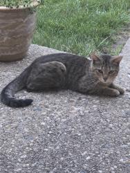 Found/Stray Unknown Cat last seen Common amd Hays, Roseville, MI 48066