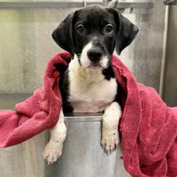 Shelter Stray Male Dog last seen Near BLOCK TREVILIAN, 3528 Newburg Rd, Louisville, KY 40218, USA