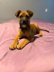 Shelter Stray Female Dog last seen Near BLOCK W BROADWAY, 3528 Newburg Rd, Louisville, KY 40218, USA
