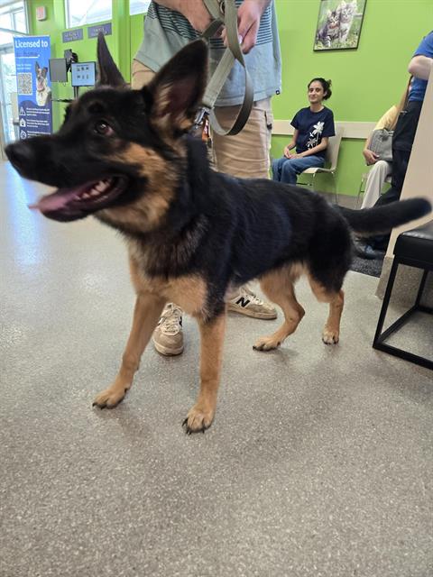 Shelter Stray Female Dog last seen Near BLOCK HIKES LN, 3528 Newburg Rd, Louisville, KY 40218, USA