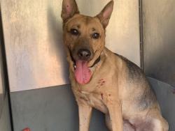 Shelter Stray Female Dog last seen GLORIA DR & 43RD AVE, 2127 Front St, Sacramento, CA 95818, USA