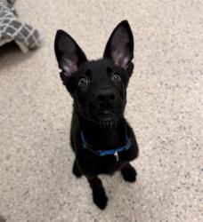 Shelter Stray Male Dog last seen Near BLOCK COLORADO BLVD, 12155 Park Blvd, Brighton, CO 80601, USA
