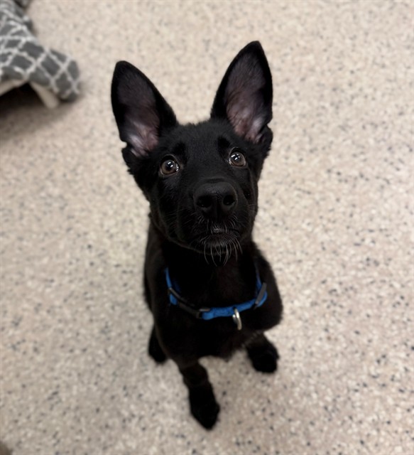 Shelter Stray Male Dog last seen Near BLOCK COLORADO BLVD, 12155 Park Blvd, Brighton, CO 80601, USA