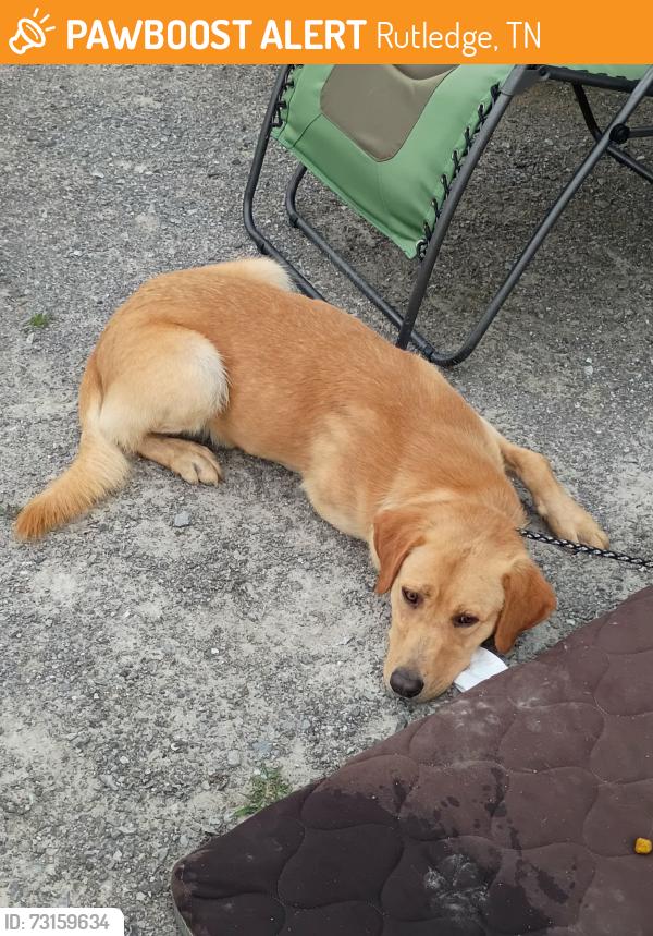 Found/Stray Male Dog last seen Near Oak road, Rutledge TN, Rutledge, TN 37861